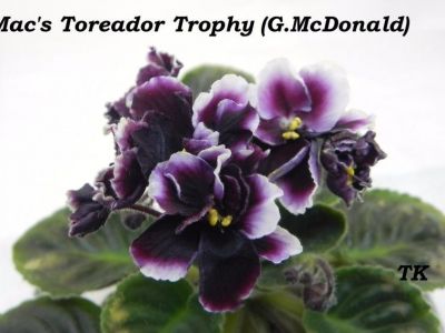 Сенполии Mac's Toreador Trophy