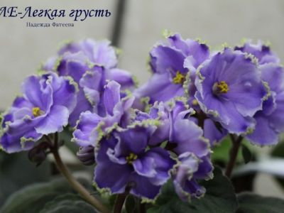 Сенполии ЛЕ-Легкая Грусть