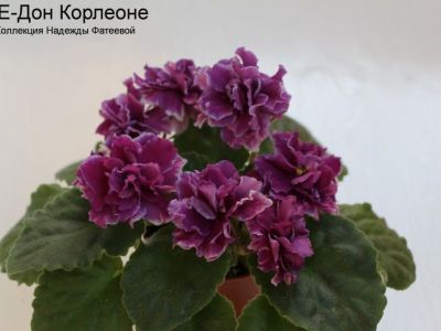 Сенполии ЛЕ-Дон Корлеоне