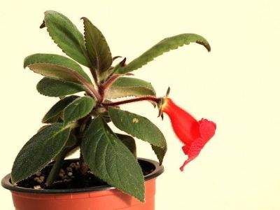 Геснериевые Kohleria eriantha Hanst