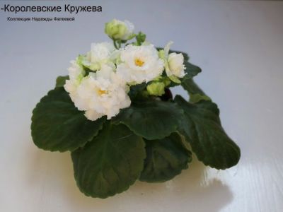 Сенполии РМ-Королевские Кружева