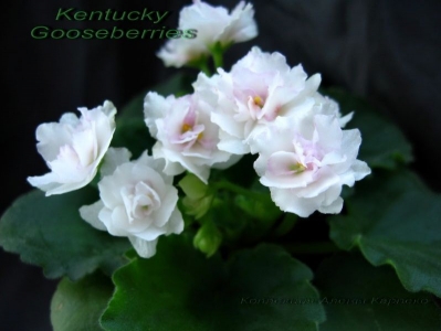 Сенполии Kentucky Gooseberries