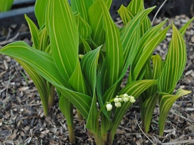 Растения открытого грунта Ландыш майский пестролисная форма - Convallaria majalis f. variegata.