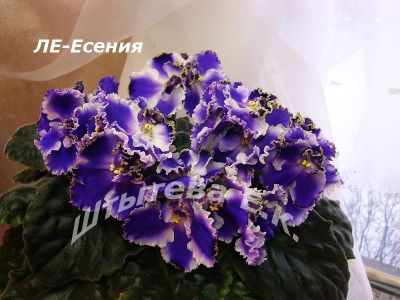 Сенполии ЛЕ-Есения