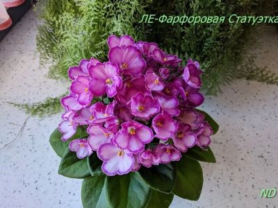 Сенполии ЛЕ-Фарфоровая Статуэтка