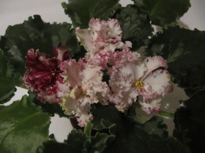 Сенполии ЛЕ-Взбитые Сливки