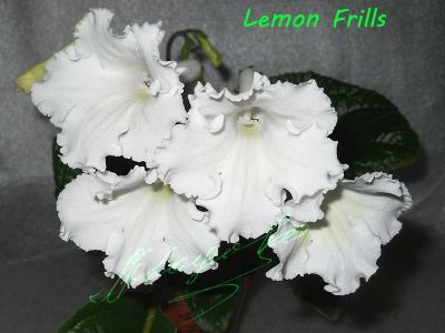 Стрептокарпусы Lemon Frills