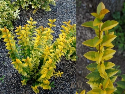 Растения открытого грунта Бирючина овальнолистная Ligustrum ovalifolium f. aureum ('Aureum')