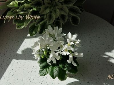 Сенполии Lunar Lily White