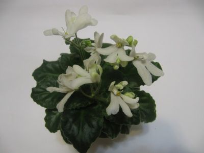 Сенполии Lunar Lily White