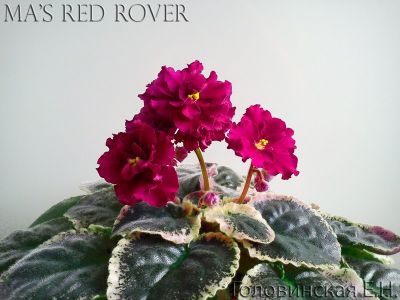 Сенполии Ma's Red Rover