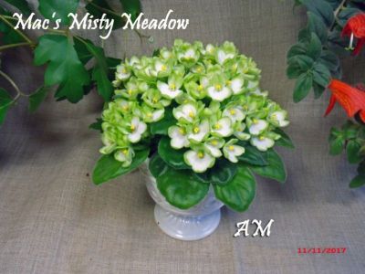 Сенполии Mac's Misty Meadow