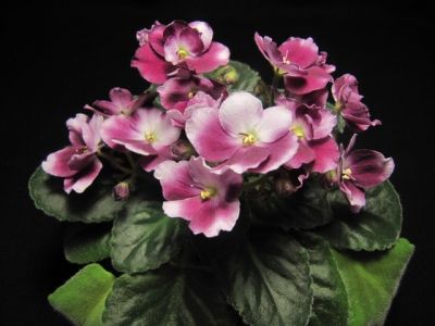 Сенполии Mac's Southern Springtime