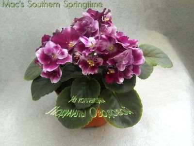 Сенполии Mac's Southern Springtime