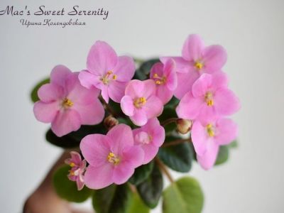 Сенполии Mac's Sweet Serenity