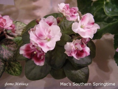 Сенполии Mac's Southern Springtime