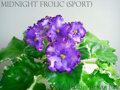 Сенполии Midnight Frolic-sport