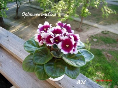 Сенполии Optimara myLove