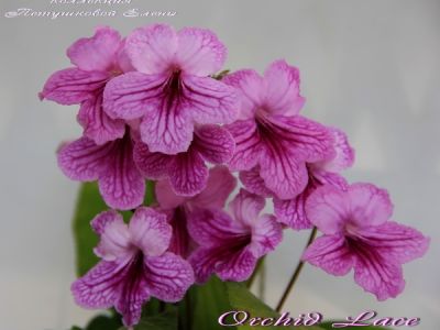 Стрептокарпусы Orchid Lace