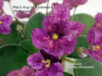 Сенполии Mac's Kup of Kindness