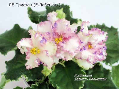 Сенполии ЛЕ-Тристан