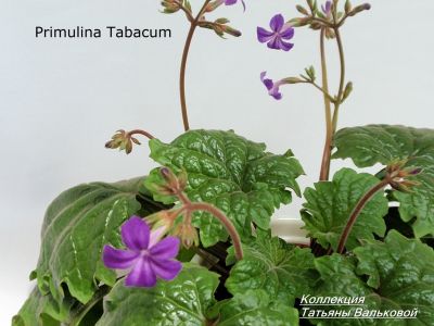 Геснериевые Primulina Tabacum