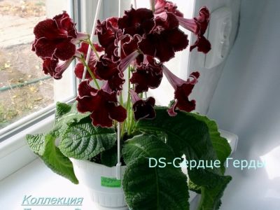 Стрептокарпусы DS-Сердце Герды