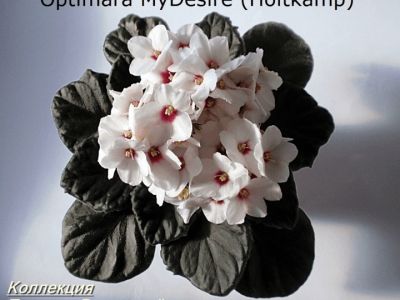 Сенполии Optimara myDesire