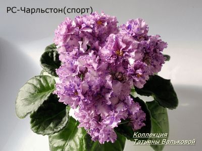 Сенполии РС-Чарльстон-спорт