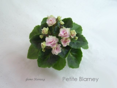 Сенполии Petite Blarney