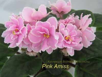 Сенполии Pink Amiss