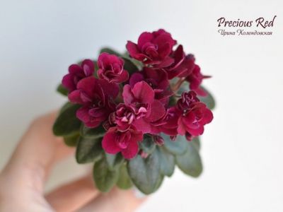 Сенполии Precious Red