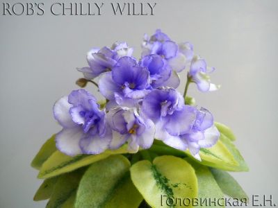 Сенполии Rob's Chilly Willy