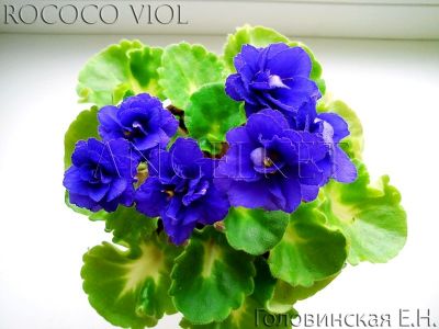 Сенполии Rococo Viol