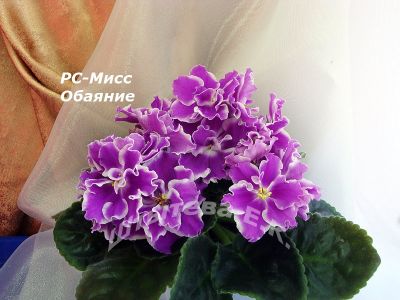 Сенполии РС-Мисс Обаяние