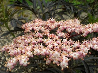 Растения открытого грунта Бузина черная 'Ева' - Sambucus nigra 'Eva' ('Black Lace')