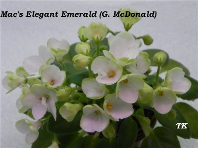 Сенполии Mac's Elegant Emerald