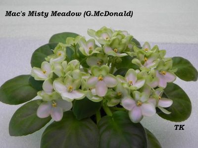 Сенполии Mac's Misty Meadow