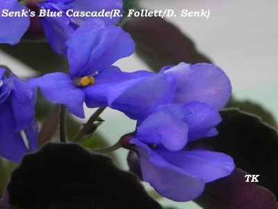 Сенполии Senk's Blue Cascade