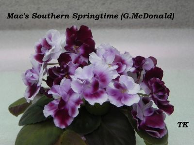 Сенполии Mac's Southern Springtime