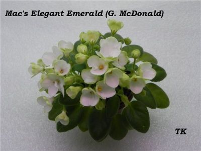 Сенполии Mac's Elegant Emerald