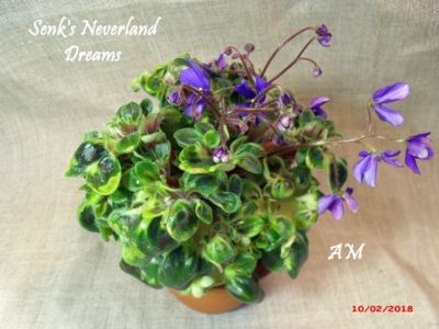 Сенполии Senk's Neverland Dreams