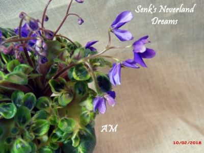 Сенполии Senk's Neverland Dreams