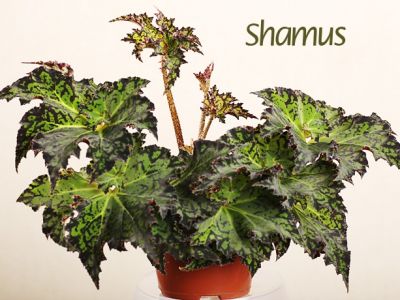 Бегонии Shamus