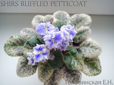 Сенполии Shirl's Ruffled Petticoat