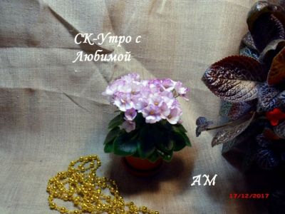 Сенполии СК-Утро с Любимой