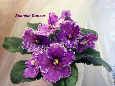 Сенполии Spanish Dancer