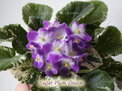 Сенполии Sugar Plum Dream