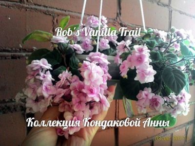 Сенполии Rob's Vanilla Trail