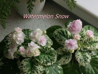 Сенполии Watermelon Snow